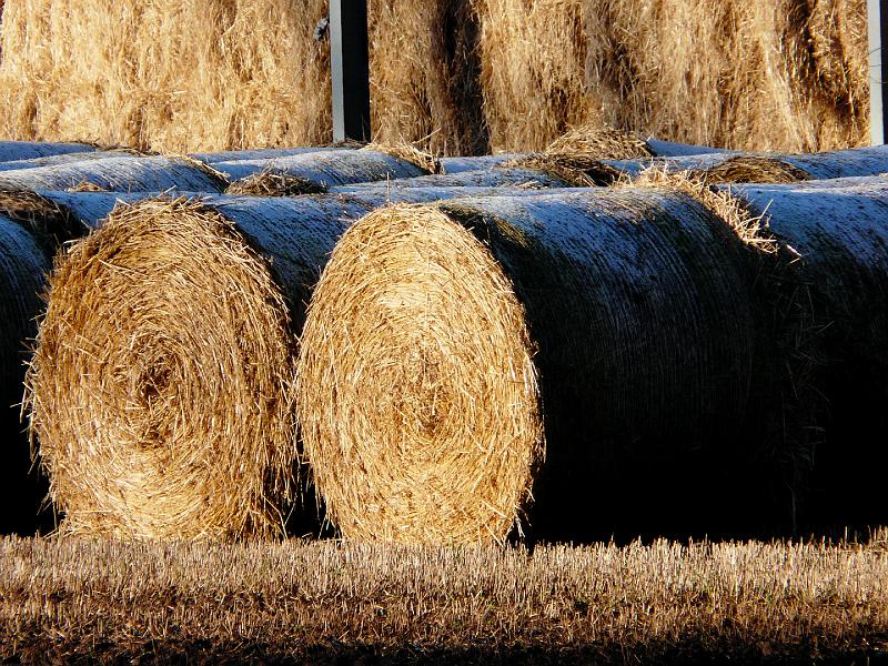 After the harvest.jpg